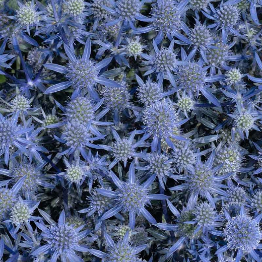 Eryngium Planum 'Blue Glitter', Blue Eryngo 'Blue Glitter', Flat Sea Holly 'Blue Glitter', Eryngium 'Blue Glitter', Sea Holly 'Blue Glitter', False Sea Holly 'Blue Glitter', Blue flowers, Blue perennials